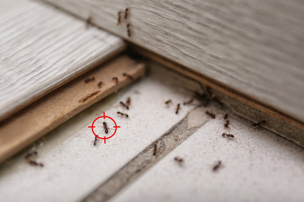 Best Insect Control  in Roselle, NJ