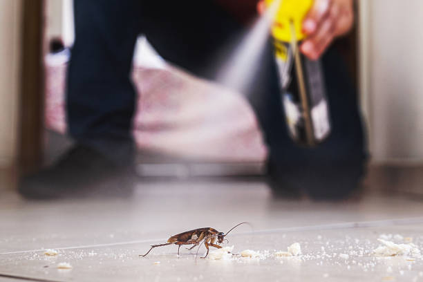 Wasp Removal Services in Roselle, NJ